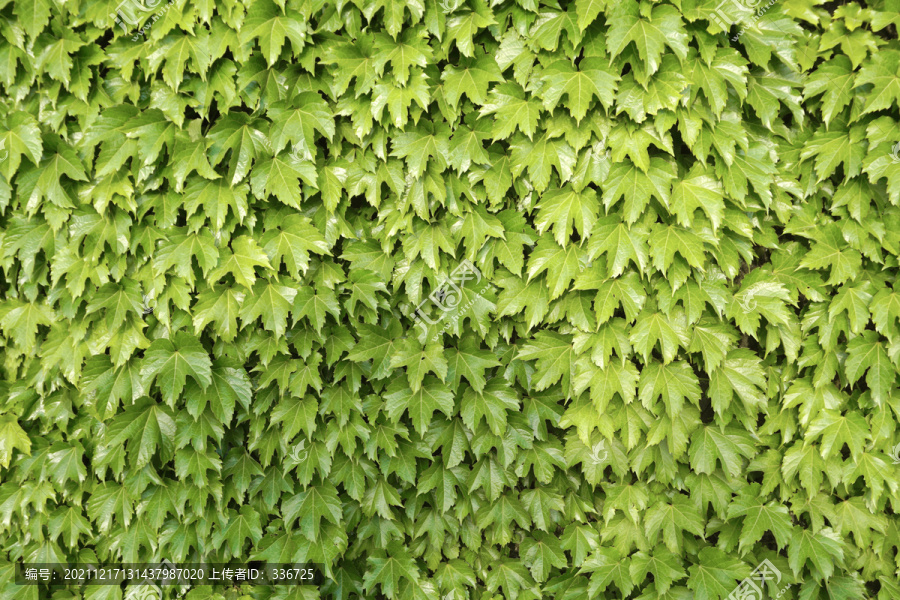 堡坎绿化藤蔓植物背景墙