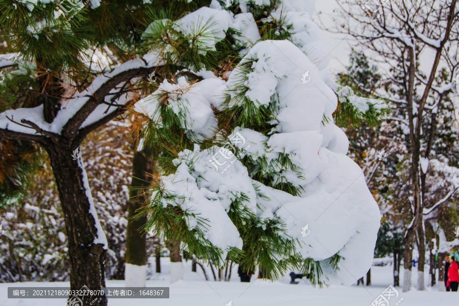 松树枝干下的松叶雪挂特写