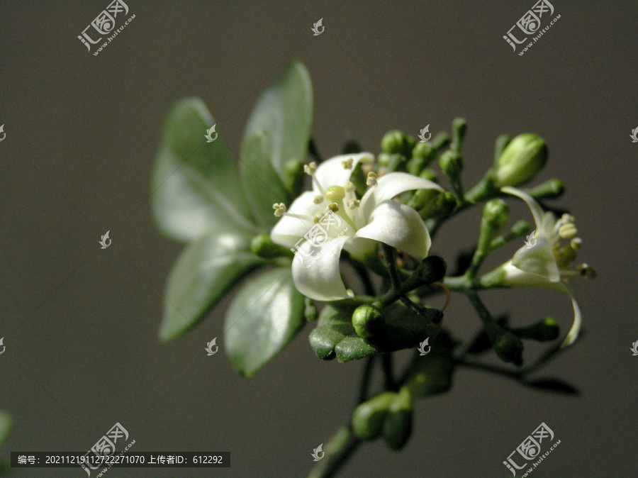 十里香花卉