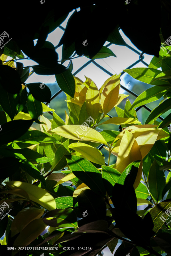 阳光植物墙