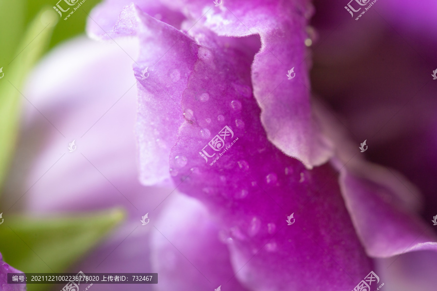 盛开的紫罗兰花花瓣与露珠