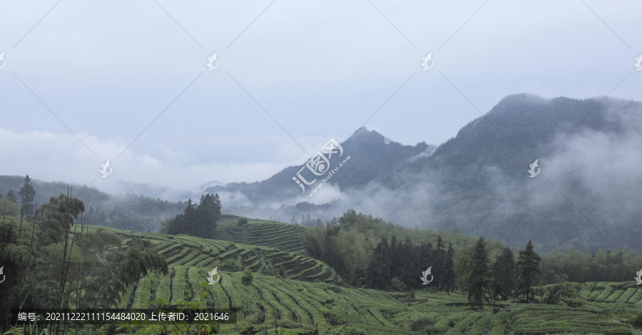 水墨茶山云雾缭绕