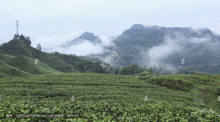 云雾缭绕水墨茶山自然风光