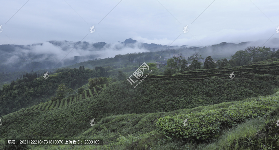 云雾缭绕蜿蜒茶山