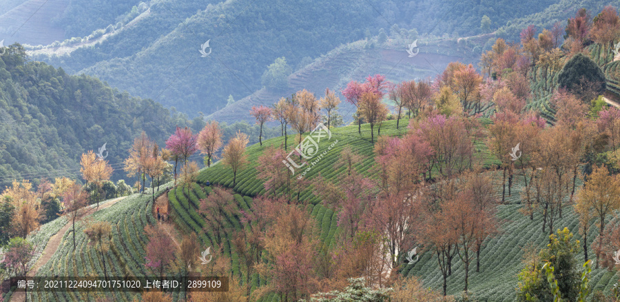 云南大理无量山樱花谷自然风光