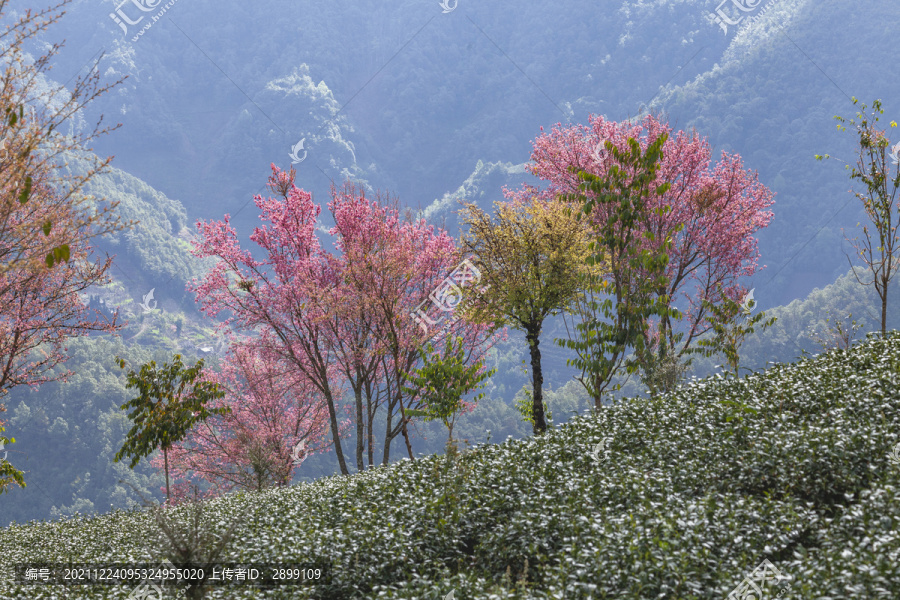 粉色冬樱花绿色茶山