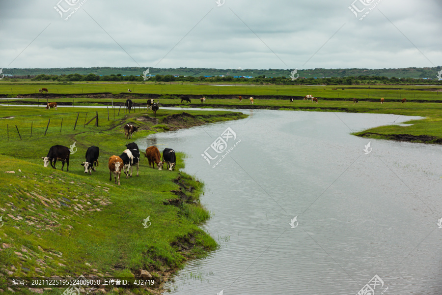 夏季草原河流河边牛群