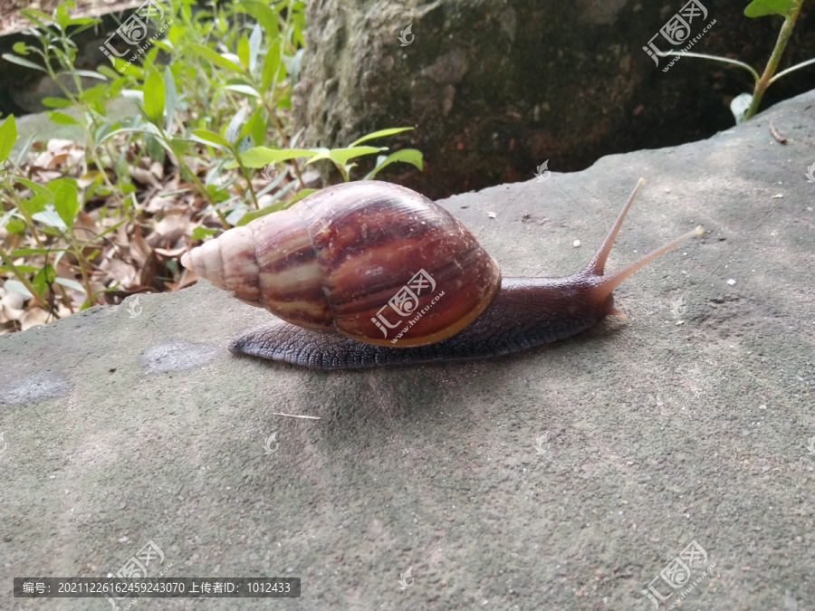 雨后的蜗牛