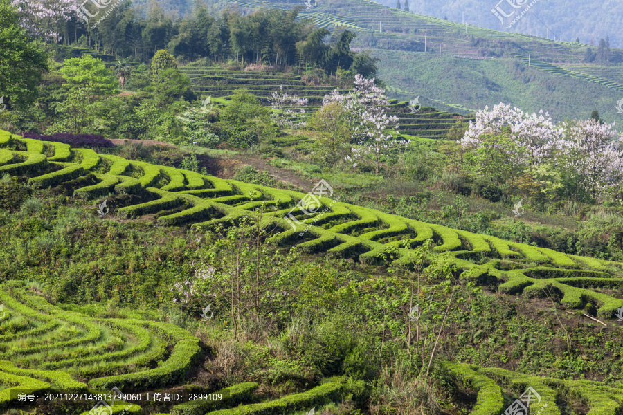 宜宾珙县鹿鸣茶山自然景观