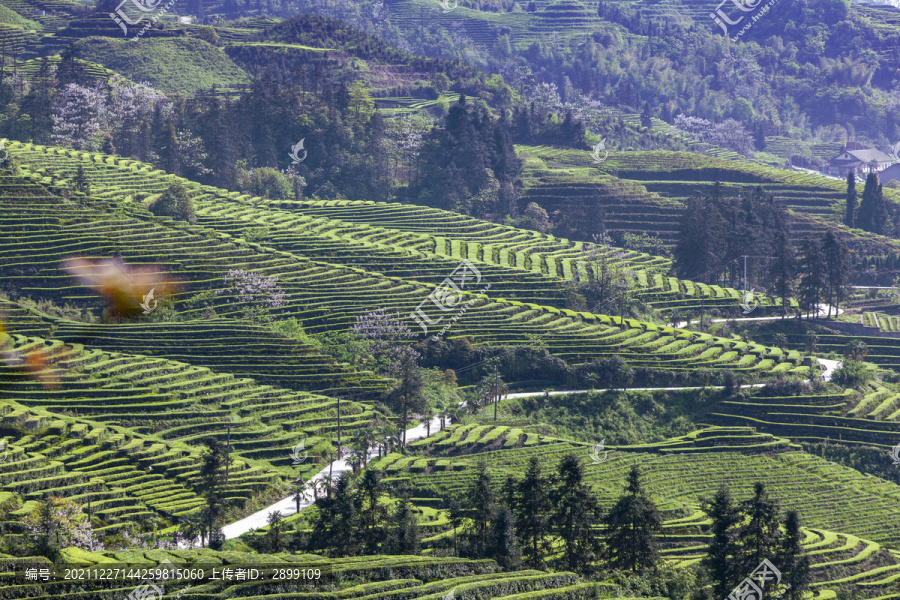 蜿蜒茶山自然景观