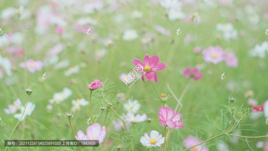 花朵