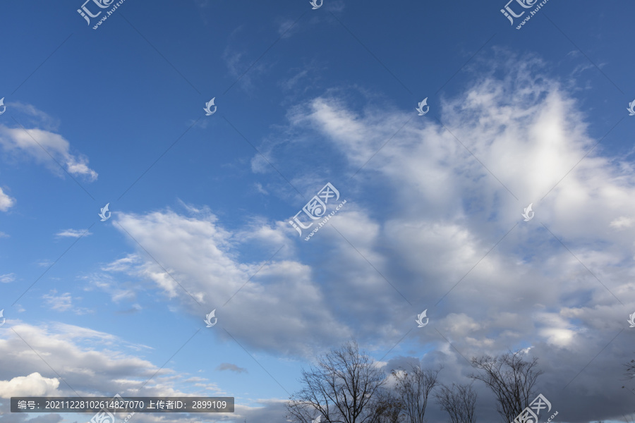 蓝天白云冬季树枝