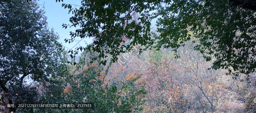 初秋时节的树林风景图片