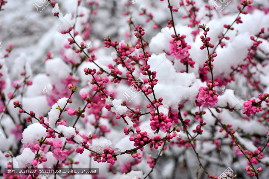 梅花雪