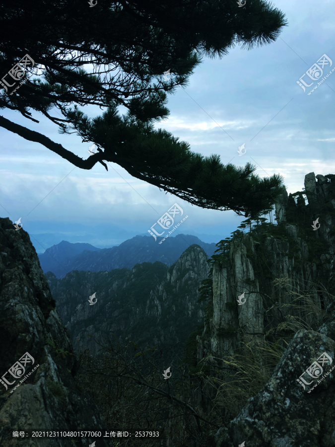 悬崖峭壁松树林风景图片