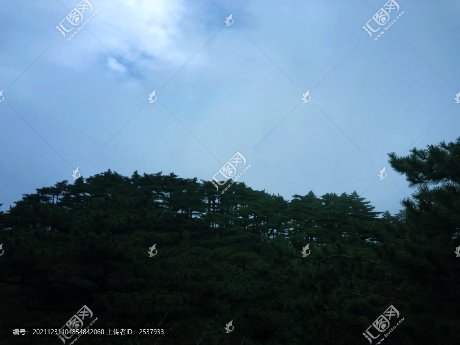 蓝天白云松树林图片