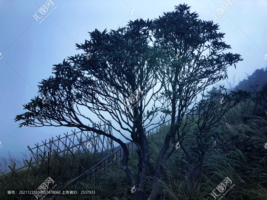 户外蓝天白云草地树林图片