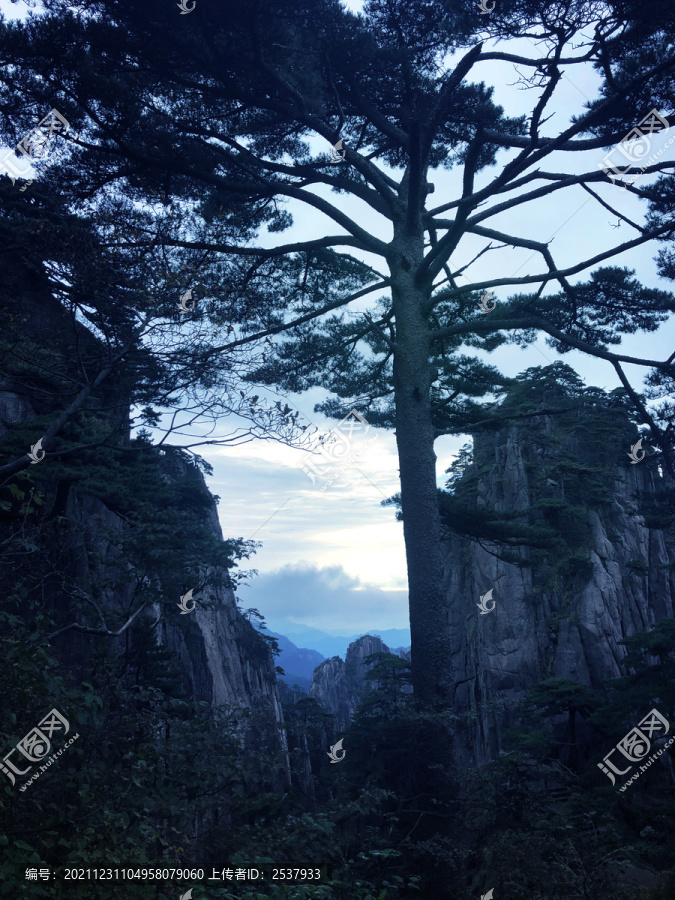 高山和高耸入林的松树风景图片