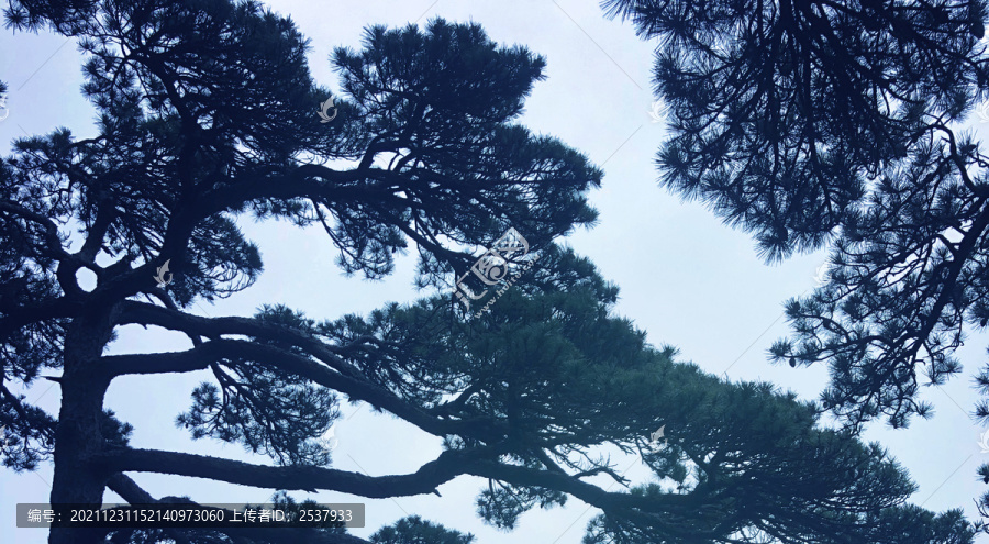 迎客松树林风景图片