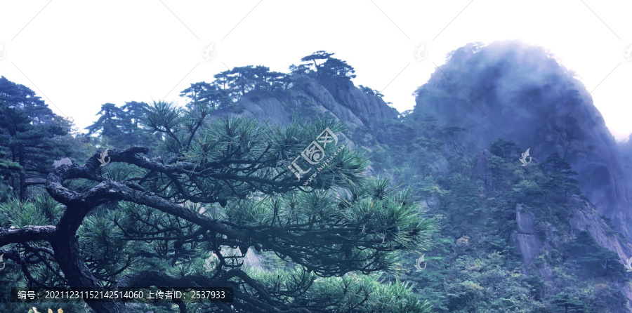 高山迎客松风景图片