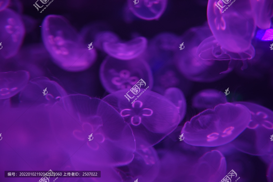 梦幻色彩的海洋水母