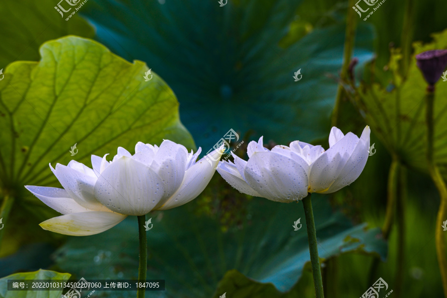 荷