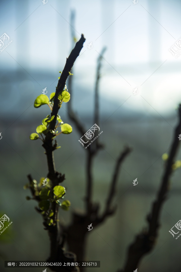 花草