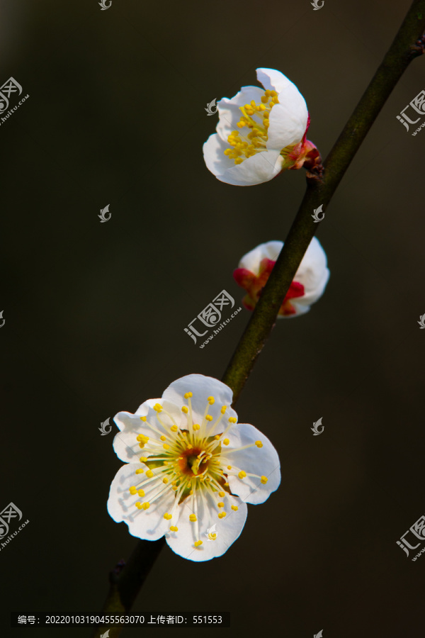 梅花特写