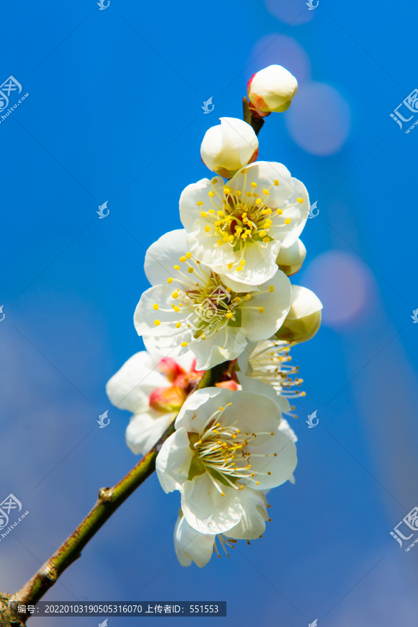 梅花
