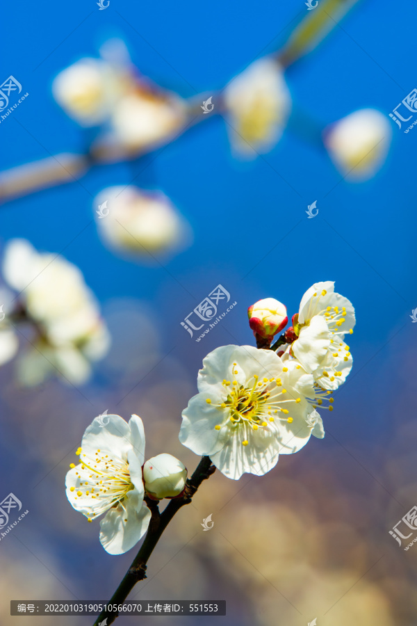 梅花