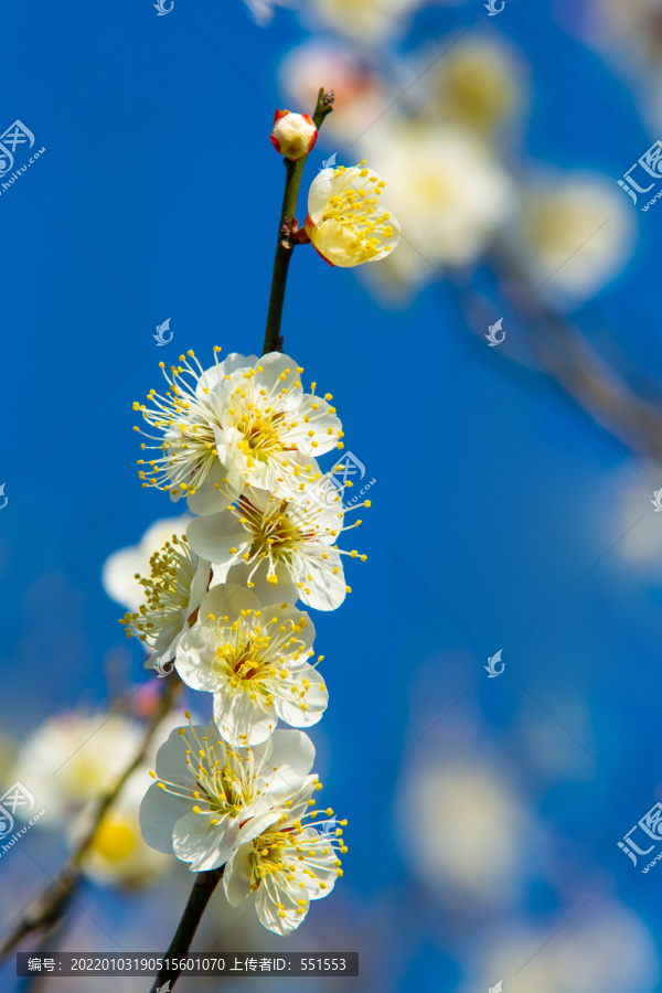 梅花