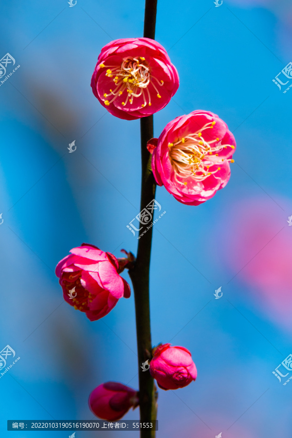 梅花