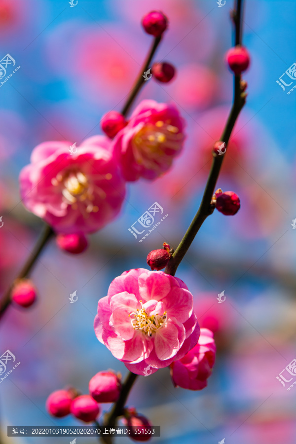梅花