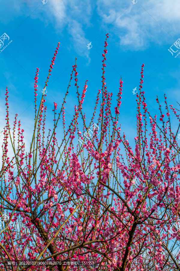 梅花枝
