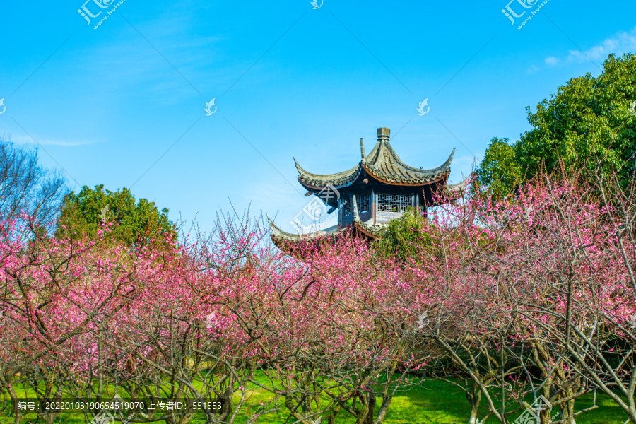 超山梅花