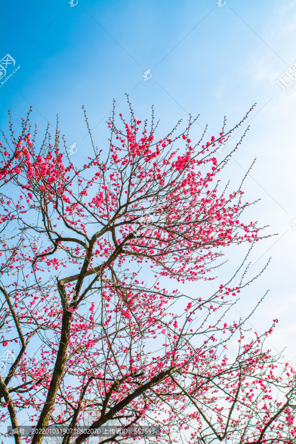 梅花