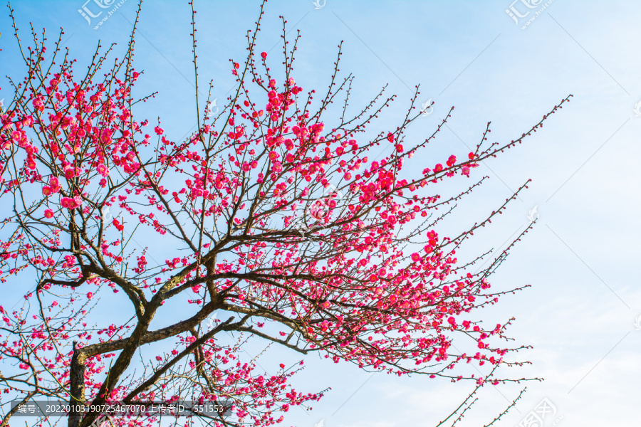 梅花
