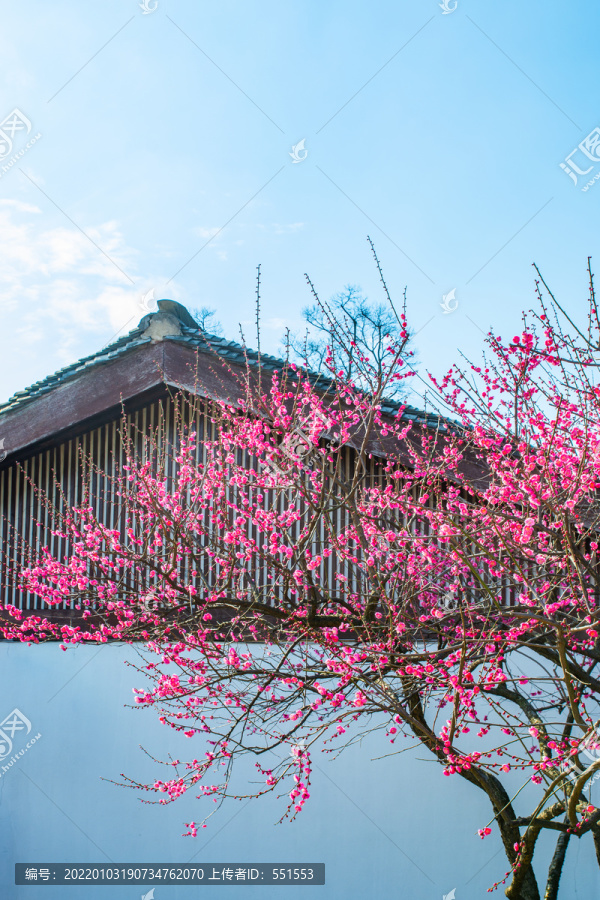 红梅