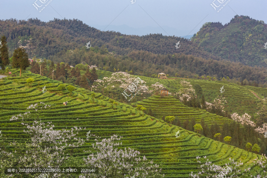 宜宾珙县鹿鸣茶场茶山风光