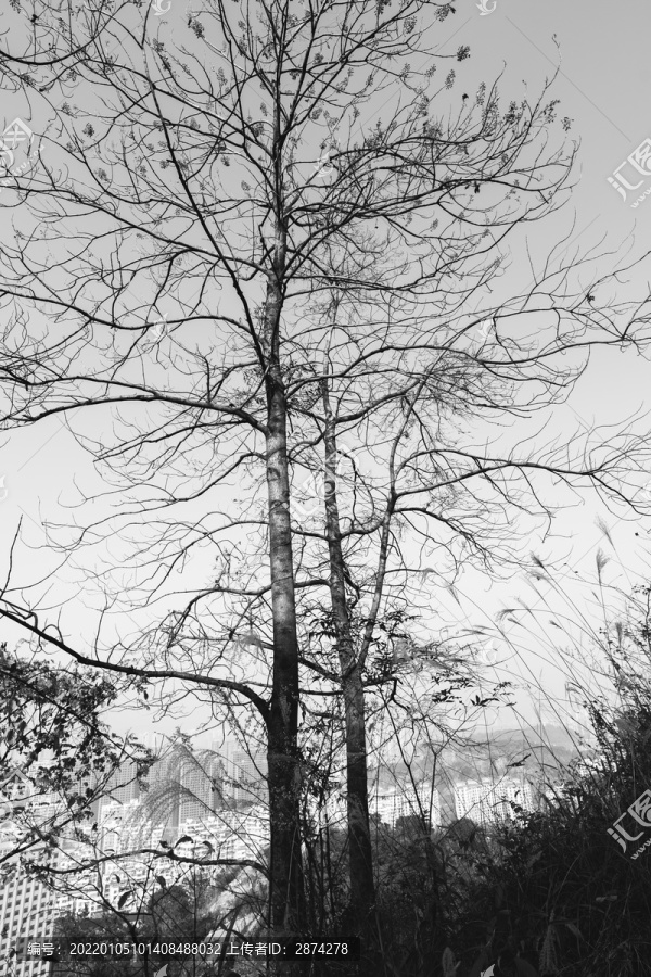 黑白树木树枝