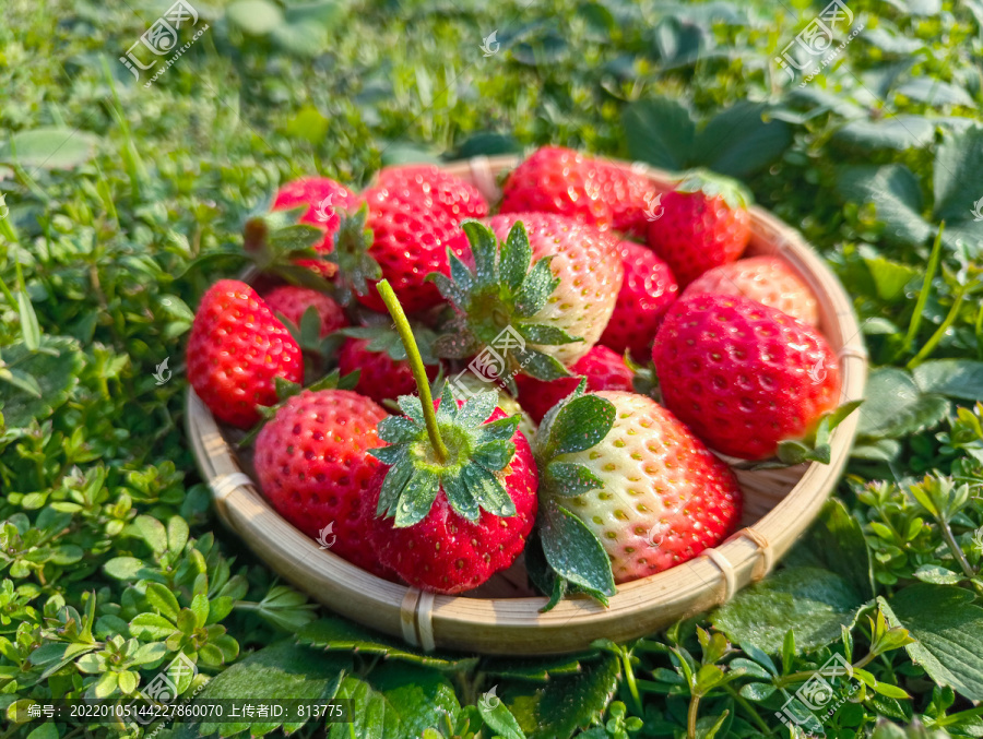 草莓园鲜大草莓