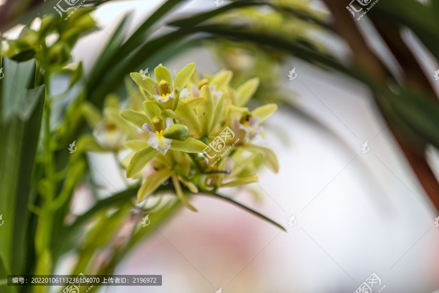 浅黄绿色兰花