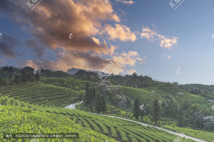 蓝天晚霞蜿蜒茶山自然风光