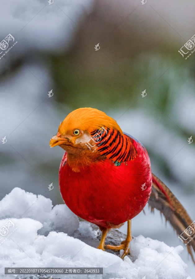 重庆金佛山珍稀鸟类雪中觅食