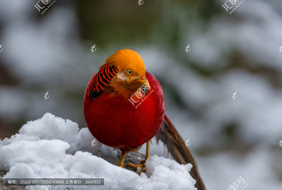 重庆金佛山珍稀鸟类雪中觅食