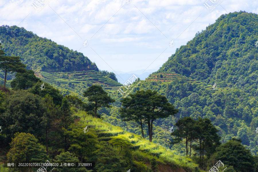 茶山