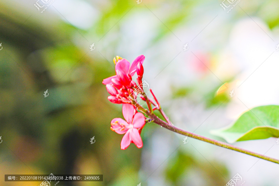 鸡蛋花