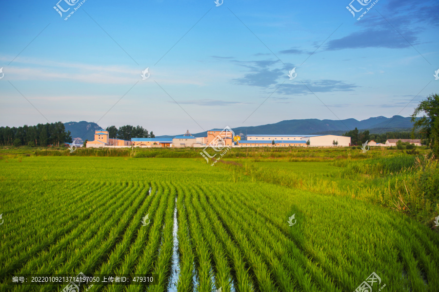水稻田加工厂