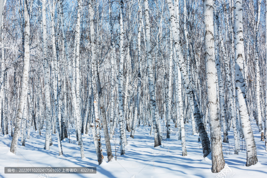 白雪光影桦树林