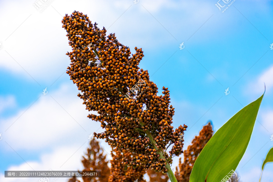 甜芦栗